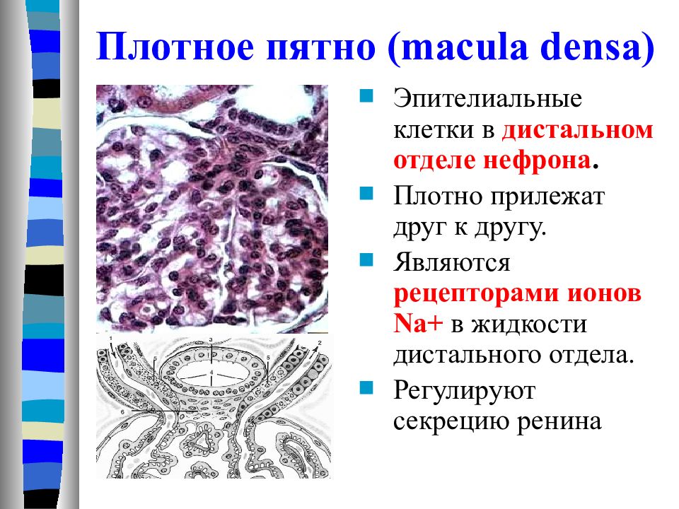 Плотное пятно ( macula densa)