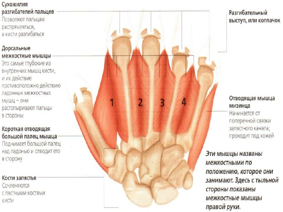 Анатомия и физиология верхних конечностей