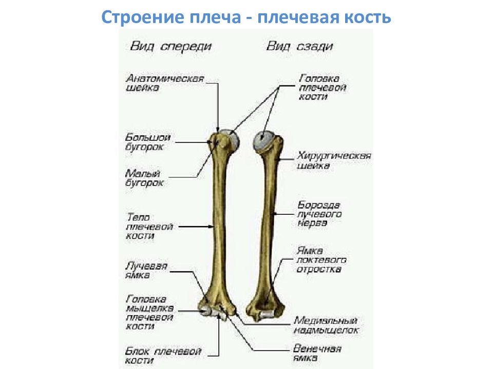 Строение плеча - плечевая кость