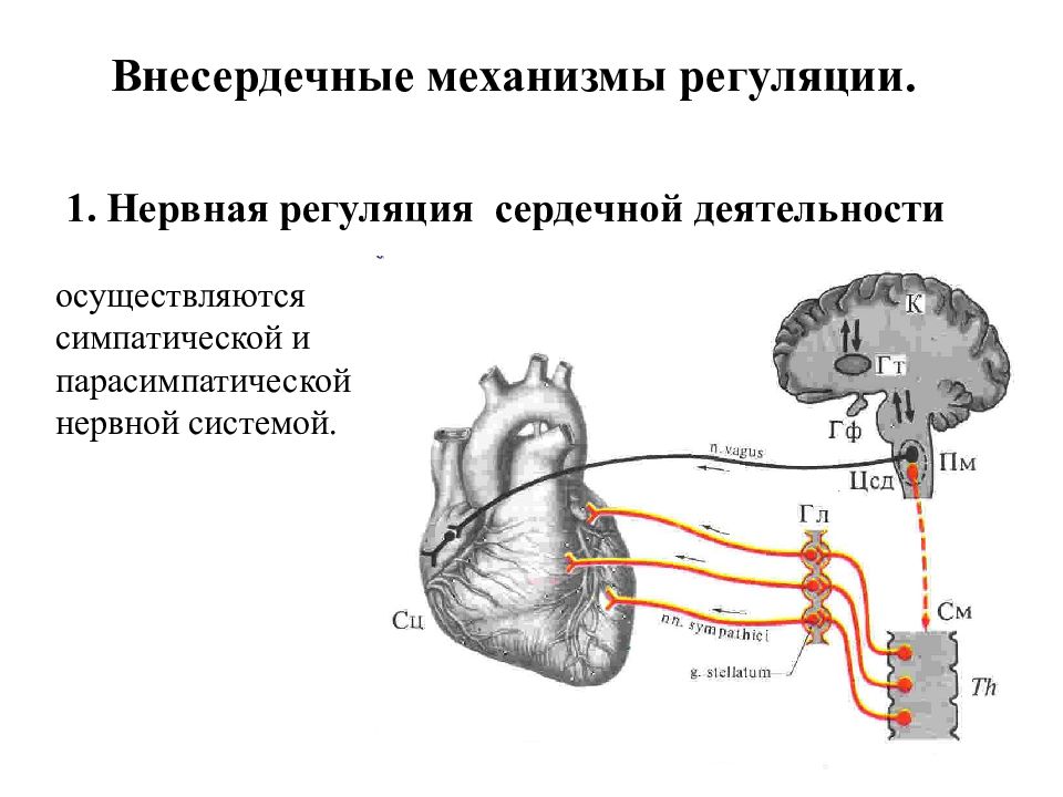 Лекция по теме Регуляция сердечной деятельности