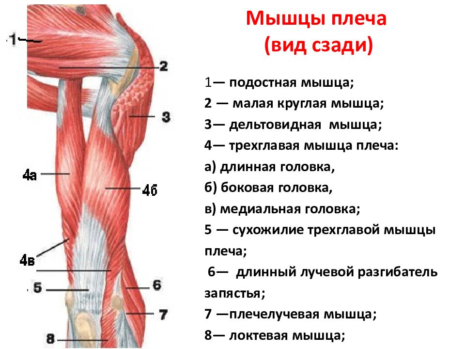 Мышцы плеча (вид сзади)