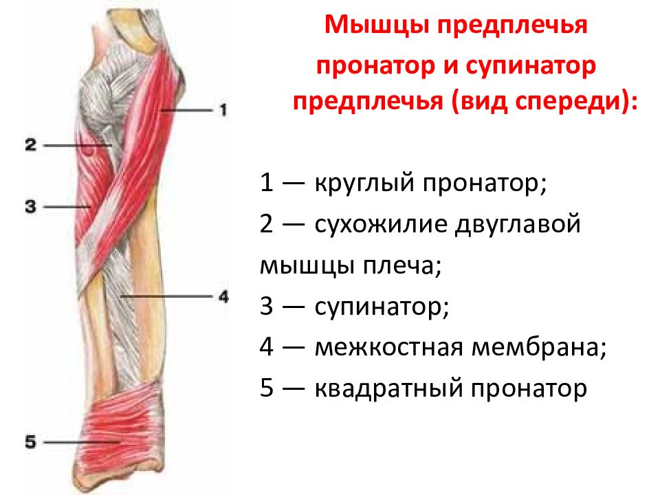 Анатомия и физиология верхних конечностей