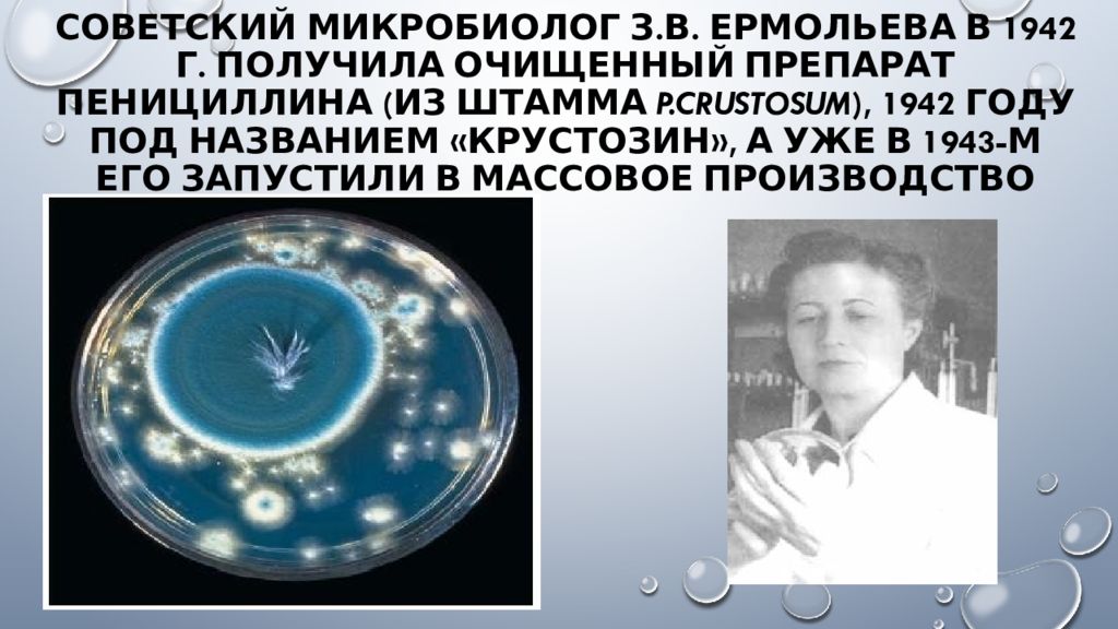советский микробиолог З.В. Ермольева в 1942 г. получила очищенный препарат пенициллина ( из штамма P.Crustosum ), 1942 году под названием « Крустозин », а уже