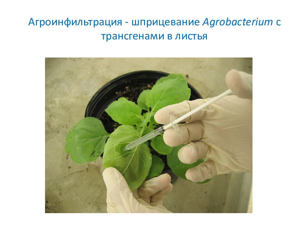 Агроинфильтрация - шприцевание Agrobacterium с трансгенами в листья