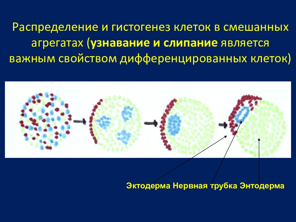 Распределение и гистогенез клеток в смешанных агрегатах ( узнавание и слипание является важным свойством дифференцированных клеток)