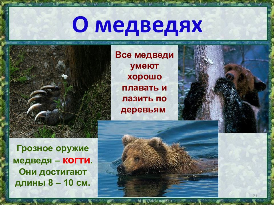 Медведь умеет читать. Что умеет медведь. Что не умеет медведь. Медведи умеют плавать. Медведь это очень интересно.