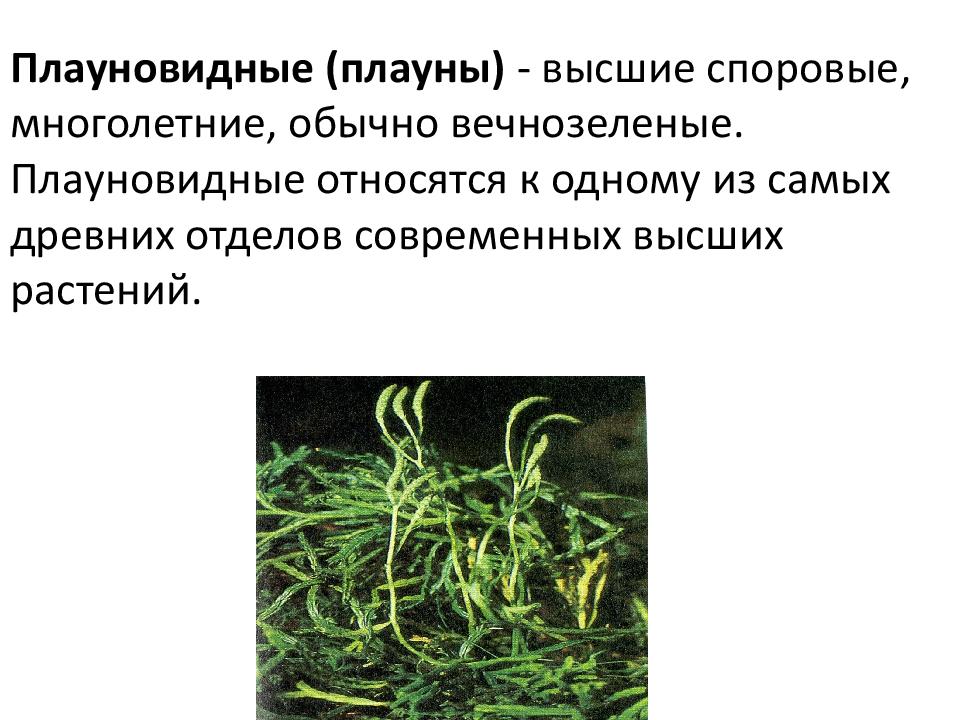Плауновидные (плауны) - высшие споровые, многолетние, обычно вечнозеленые. Плауновидные относятся к одному из самых древних отделов современных высших растений.
