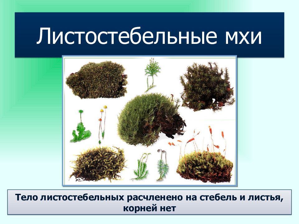 Группа растений моховидные. Лишайник стеблевой. Таблица Моховидные особенности строения и жизнедеятельности. Особенности строения Эвроциомицеты.