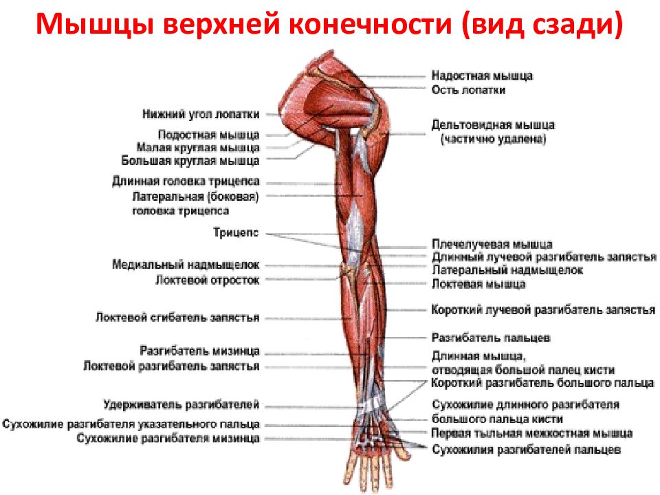 Мышцы верхней конечности (вид сзади)