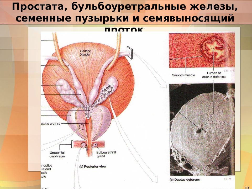 Простата, бульбоуретральные железы, семенные пузырьки и семявыносящий проток