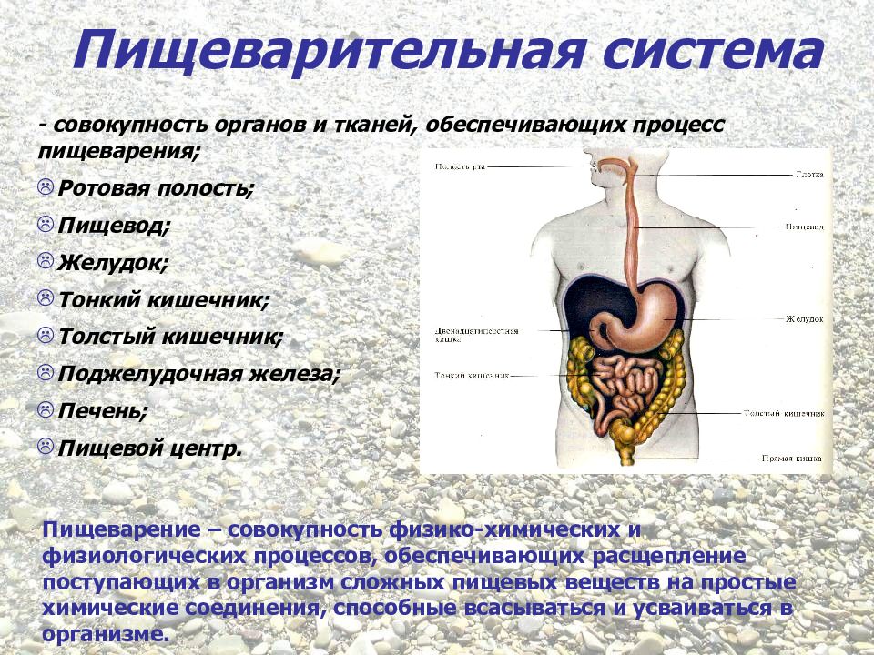 Курсовая работа: Анатомия и физиология пищеварительной системы человека