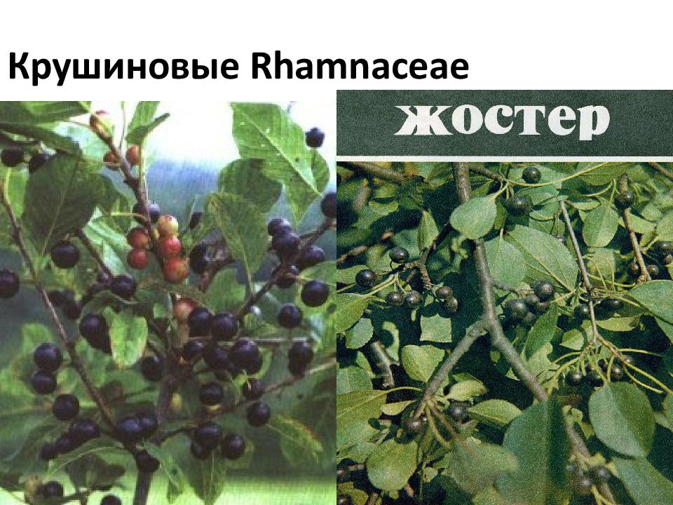 Крушиновые Rhamnaceae