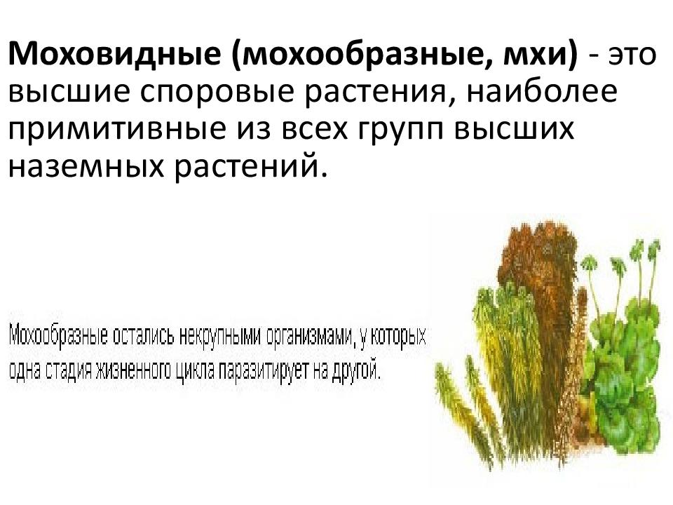 Моховидные (мохообразные, мхи) - это высшие споровые растения, наиболее примитивные из всех групп высших наземных растений.