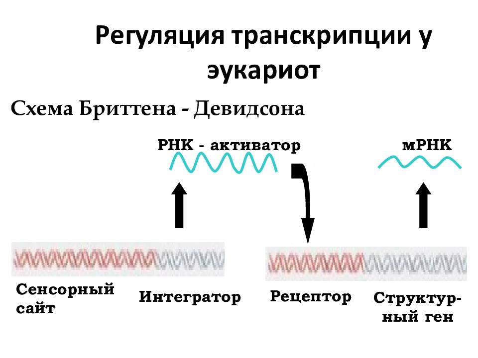 Регуляция транскрипции у эукариот