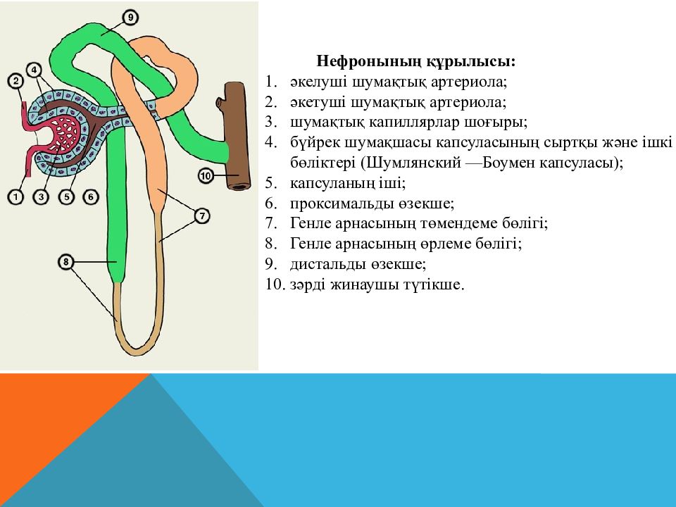 Балалардағы зәр шығару жүйесінің анатомия - физиологиялық ерекшеліктері
