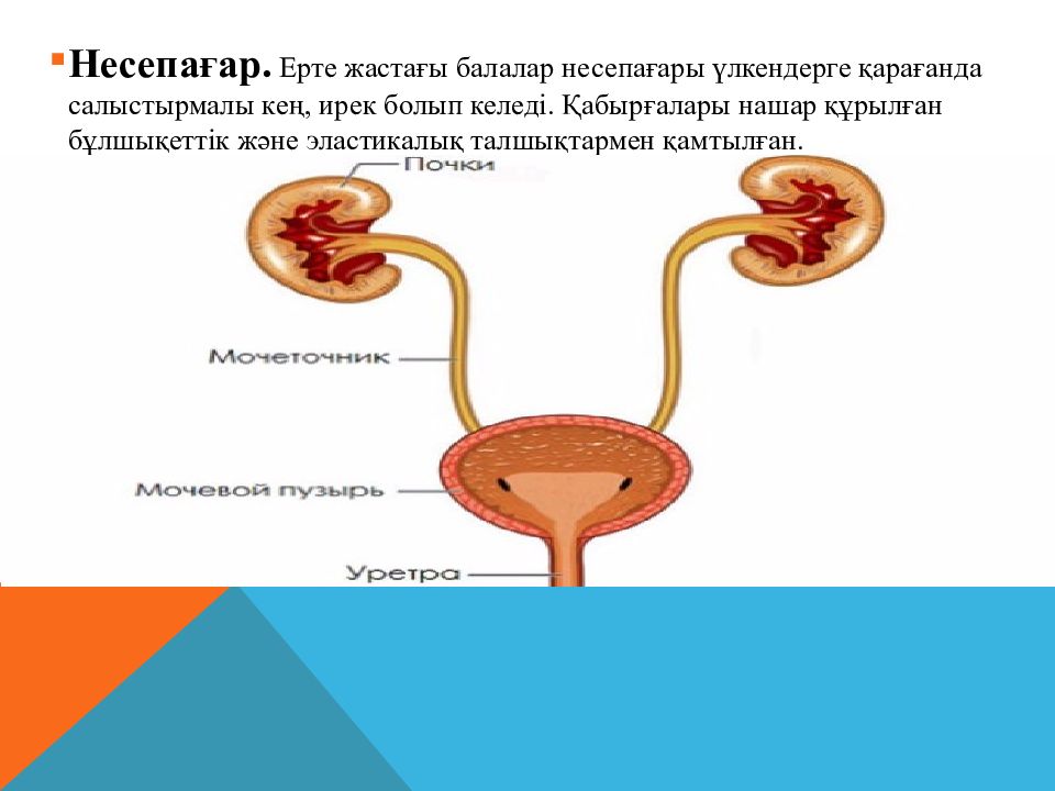 Балалардағы зәр шығару жүйесінің анатомия - физиологиялық ерекшеліктері