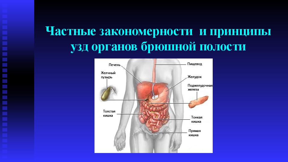 Частные закономерности  и принципы узд органов брюшной полости