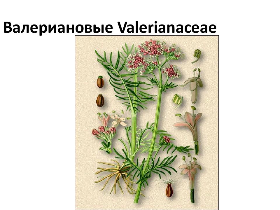 Валериановые Valerianaceae