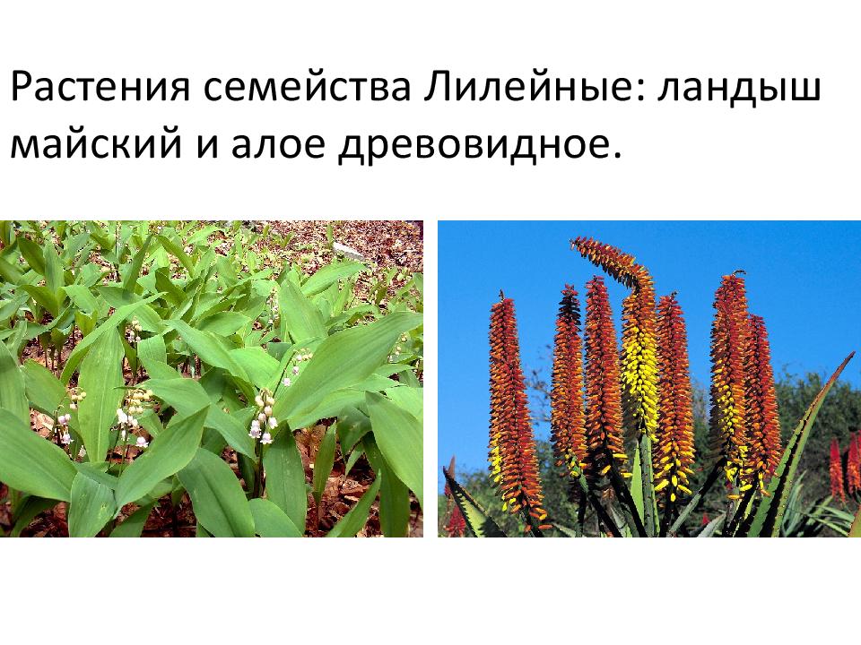 Растения семейства Лилейные: ландыш майский и алое древовидное.