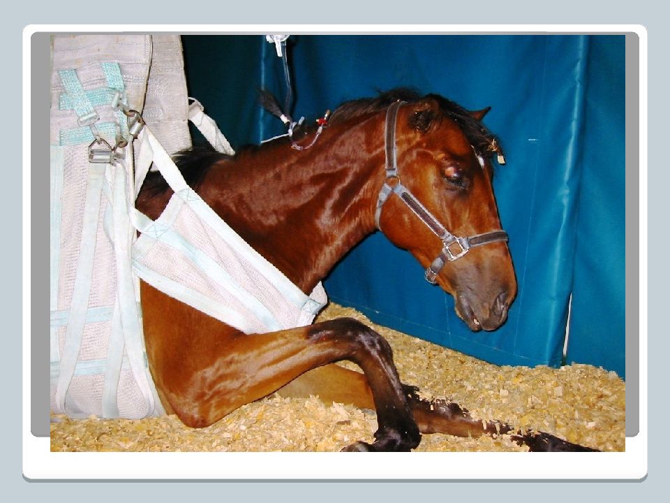 «Болезни органов пищеварения лошадей»
