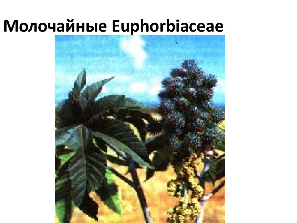Молочайные Euphorbiaceae