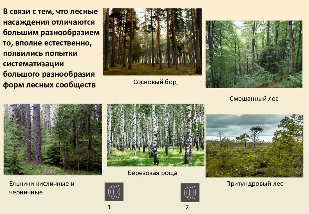Виды Лесных Фото