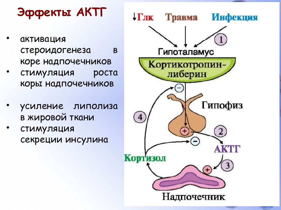 Патологии некоторых эндокринных желез ( гипофиза, щитовидной железы и