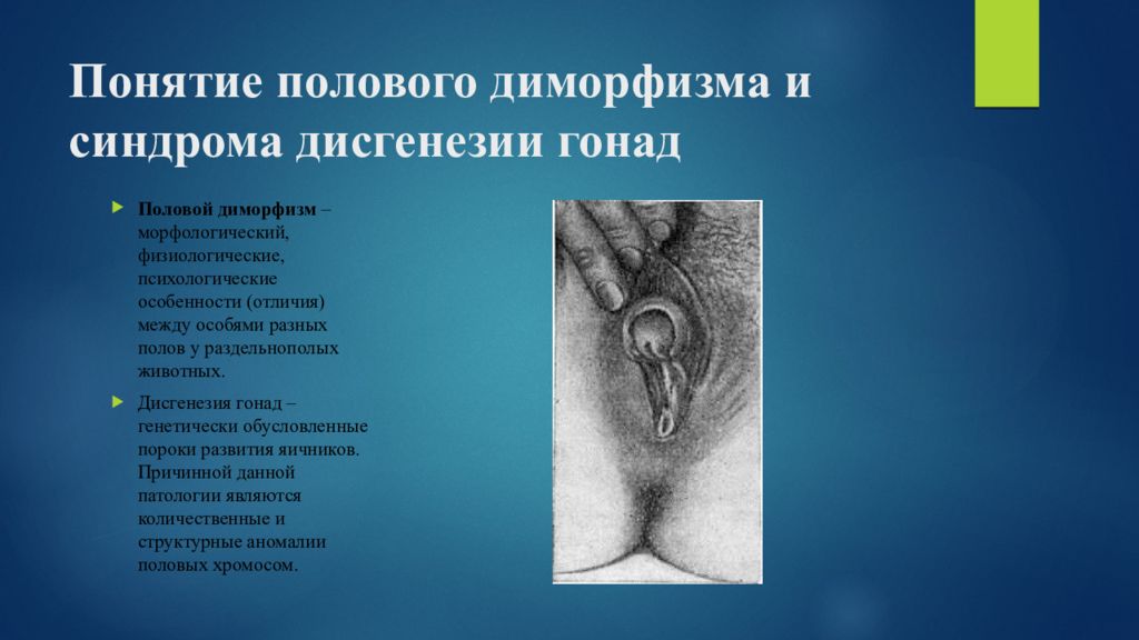 Фото половых органов гермафродита
