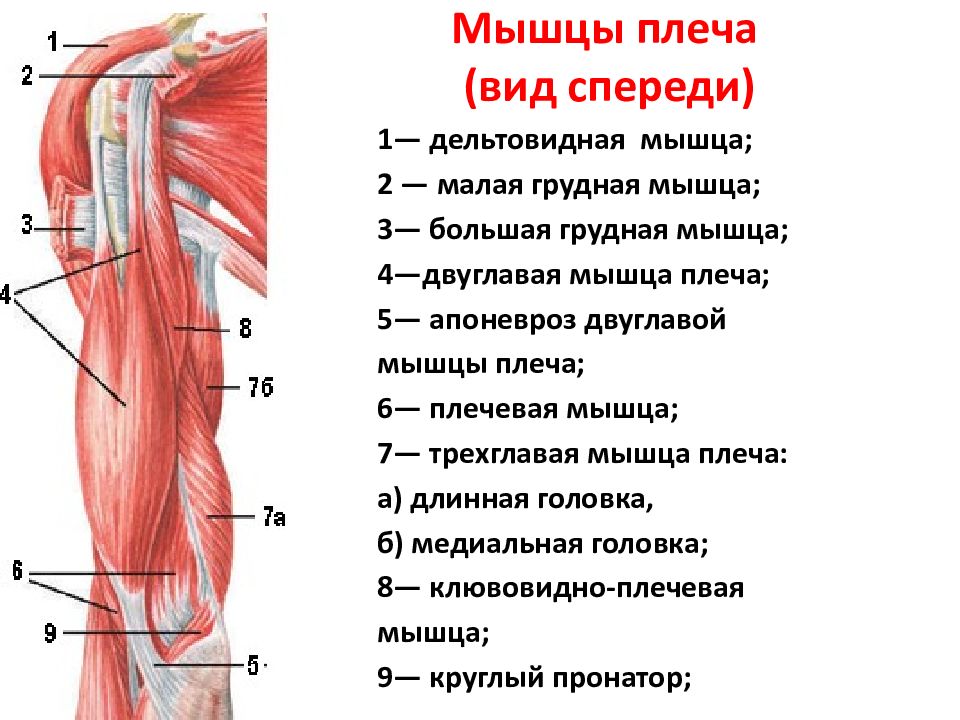 Мышцы плеча (вид спереди)