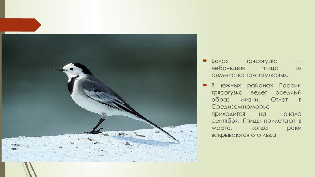 Птицы Ленинградской Фото И Названия