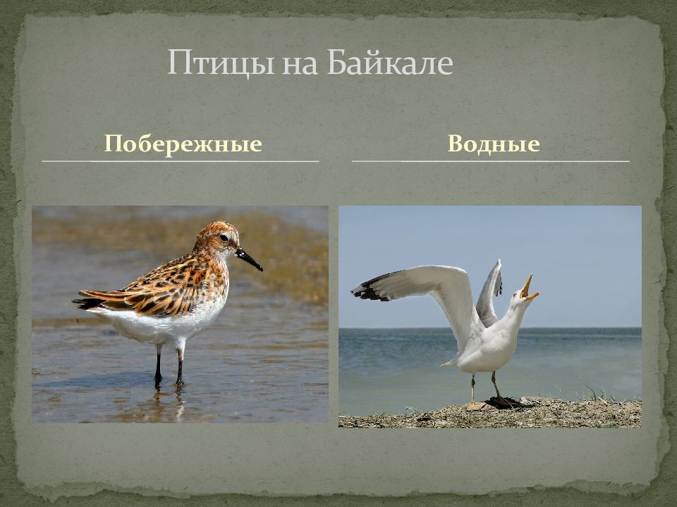 Птицы Байкала Фото С Названием