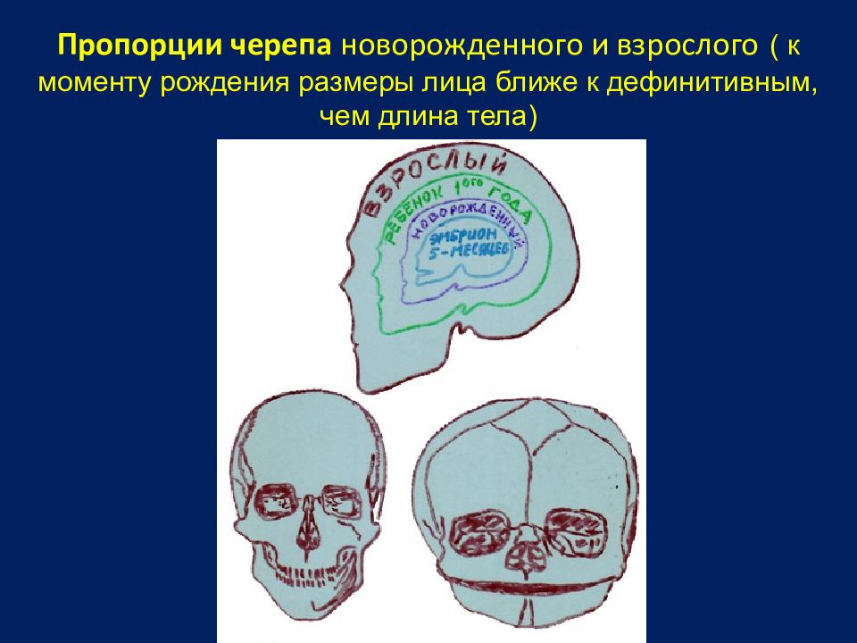 Пропорции черепа новорожденного и взрослого ( к моменту рождения размеры лица ближе к дефинитивным, чем длина тела)
