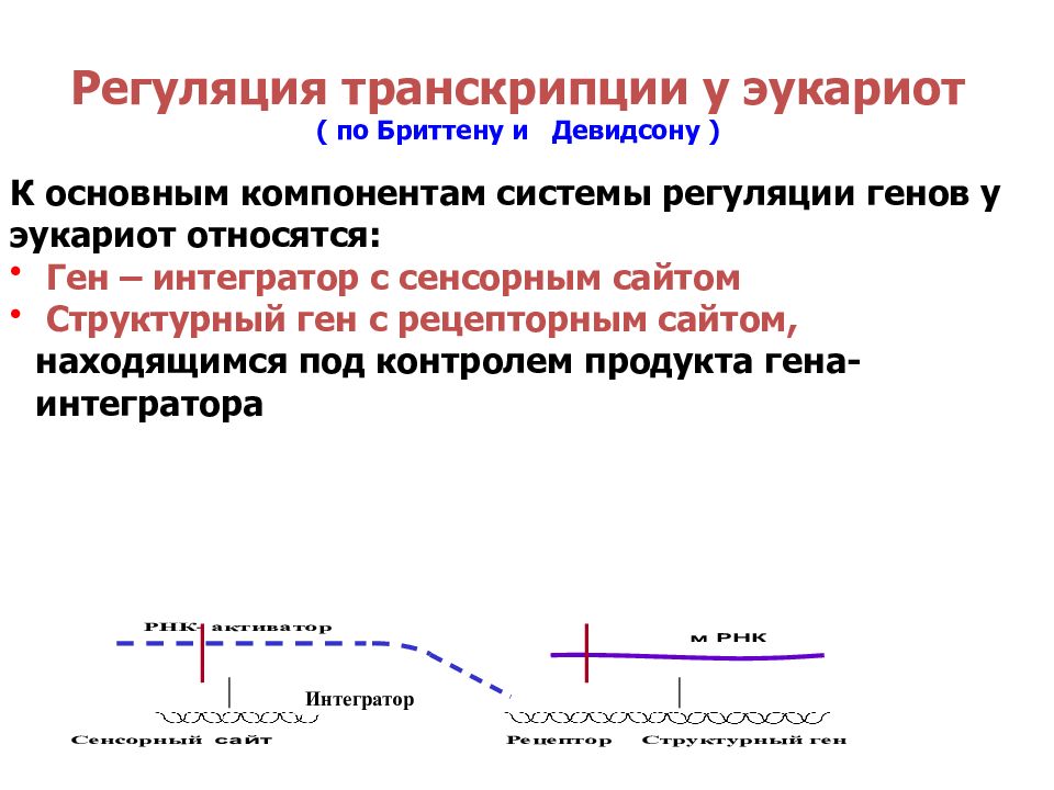 Регуляция транскрипции у эукариот ( по Бриттену и Девидсону )