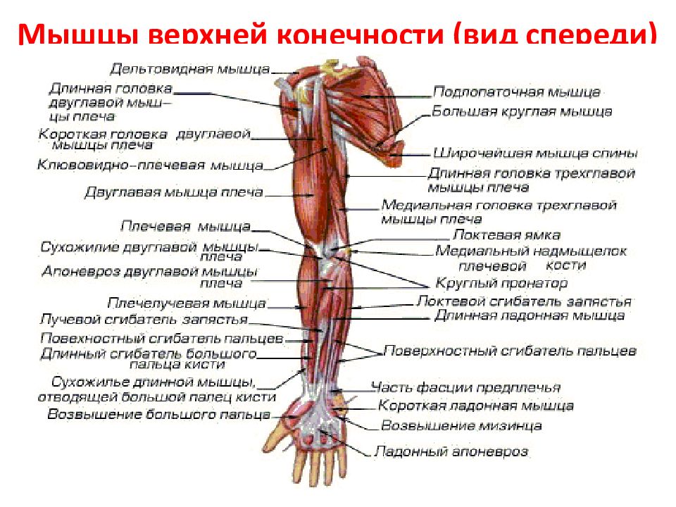 Мышцы верхней конечности (вид спереди )