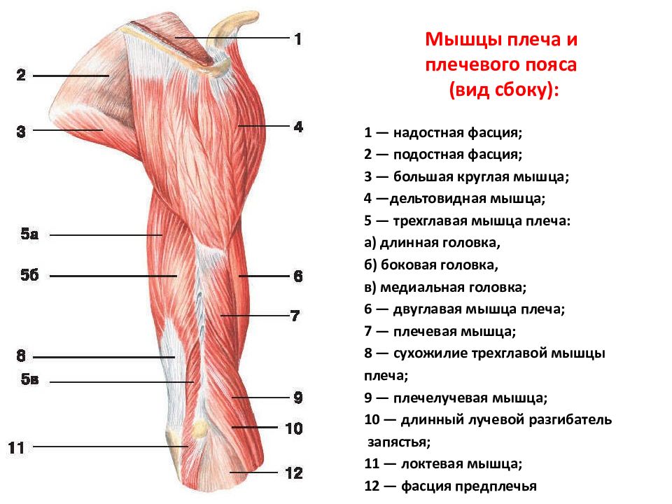 Мышцы плеча и  плечевого пояса  (вид сбоку):