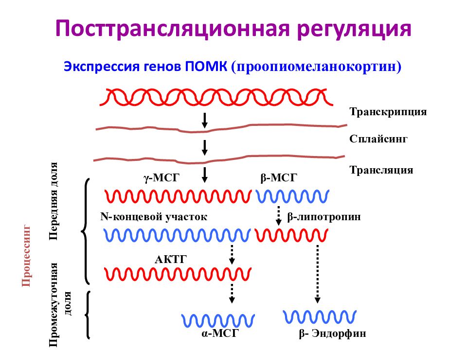 Экспрессия генов ПОМК ( проопиомеланокортин )