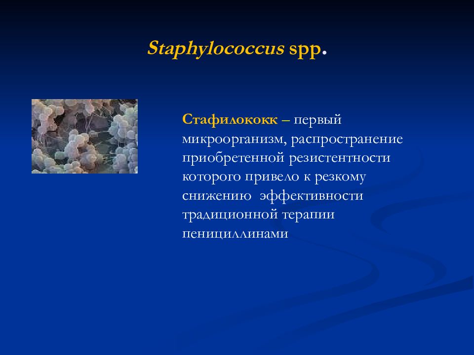 Staphylococcus spp.