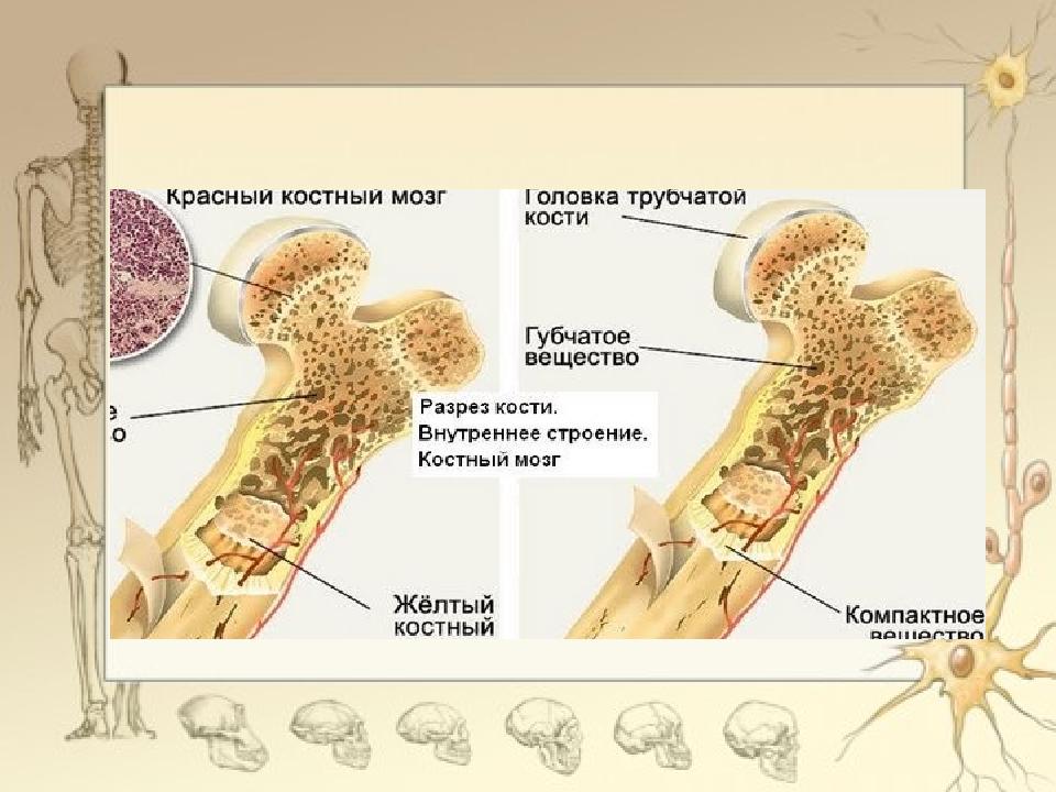 Значення ОРС. Кісткова й хрящова тканини