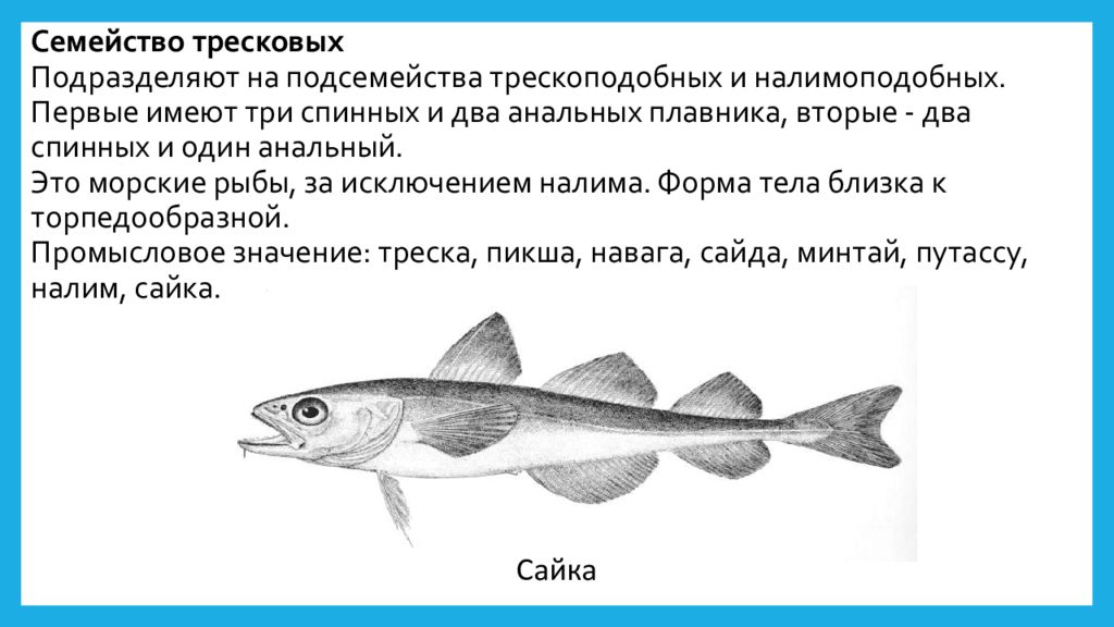 Сайка Рыба Фото