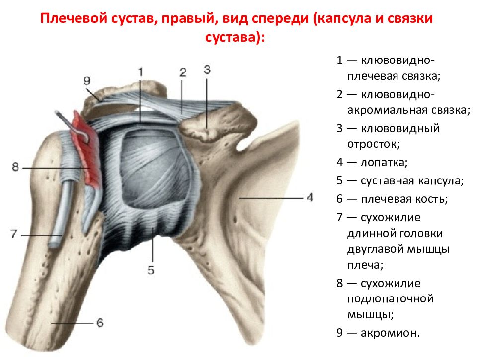 Плечевой сустав, правый, вид спереди (капсула и связки сустава):
