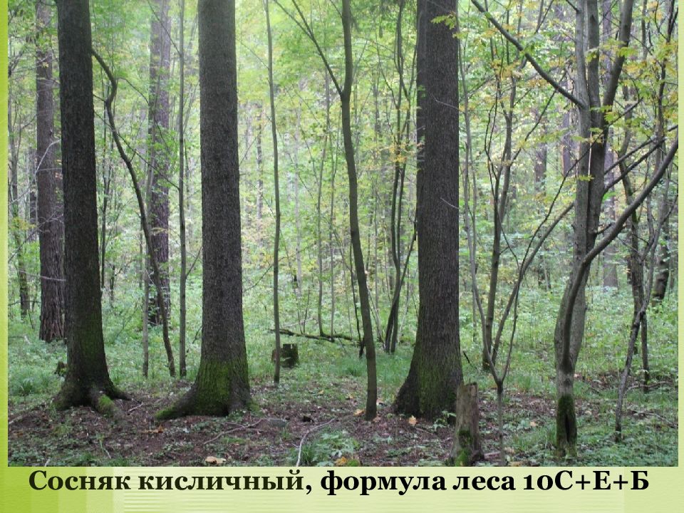 Экологическая тропа «Дорога домой» (ООПТ «Черняевский лес»)