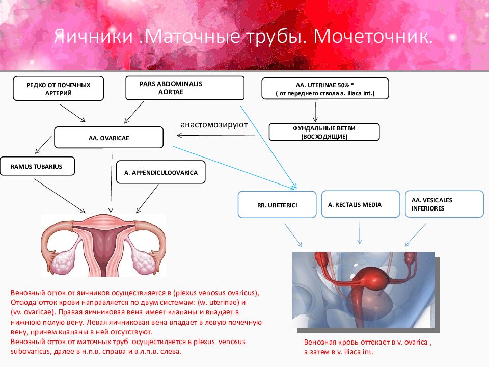 uterinae