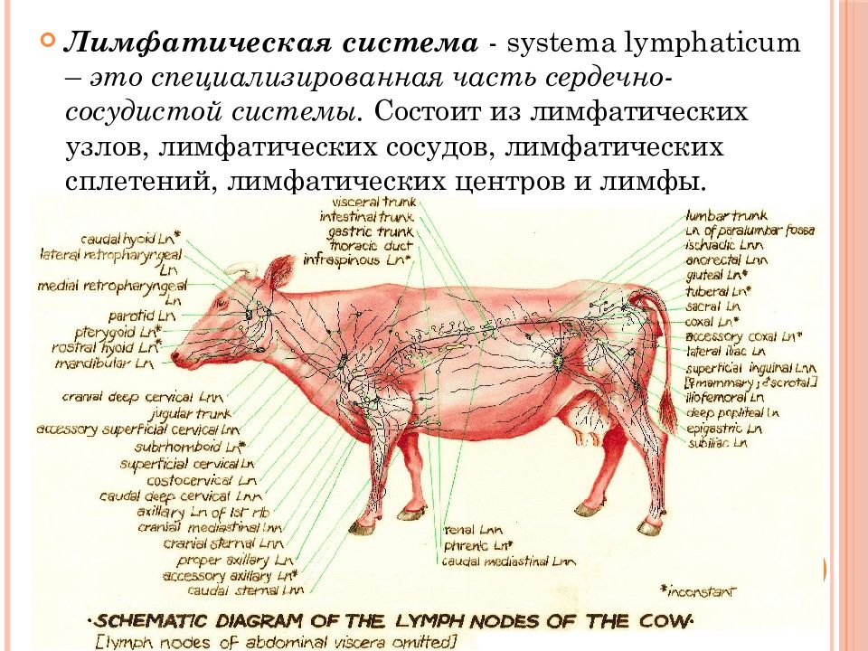 Реферат: Лимфатическая система животных